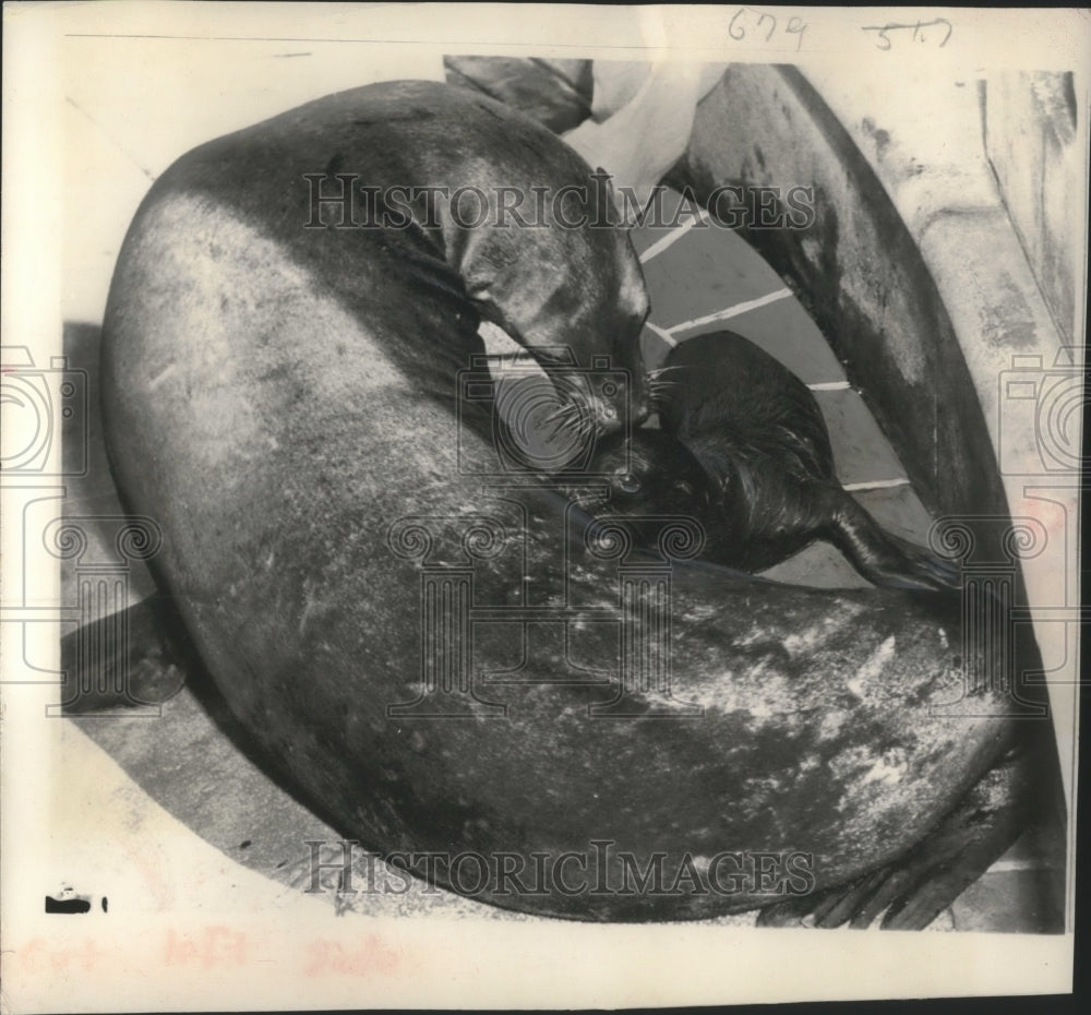 1952 Press Photo Sea Lion pup and mother New Orleans zoo- Historic Images