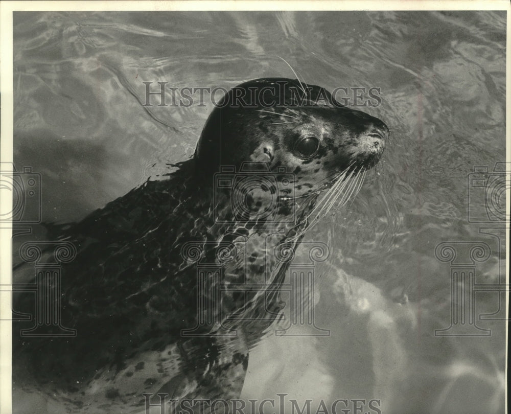 1974 Press Photo A young seal at Chicago&#39;s Shedd Aquarium- Historic Images