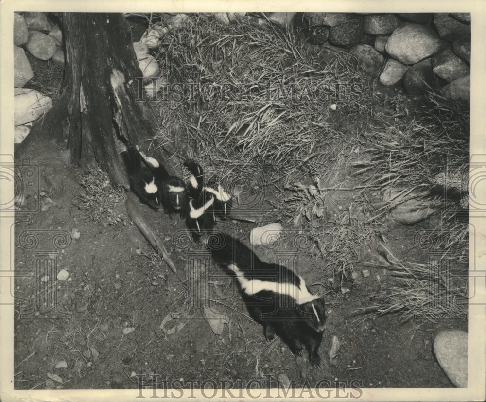 1952 Press Photo Mother skunk leads babies from home under a tree stump- Historic Images