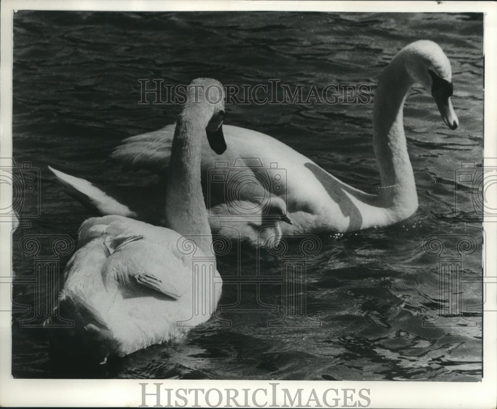 1959 Press Photo Powerful Swan parents escort their baby in water. - Historic Images