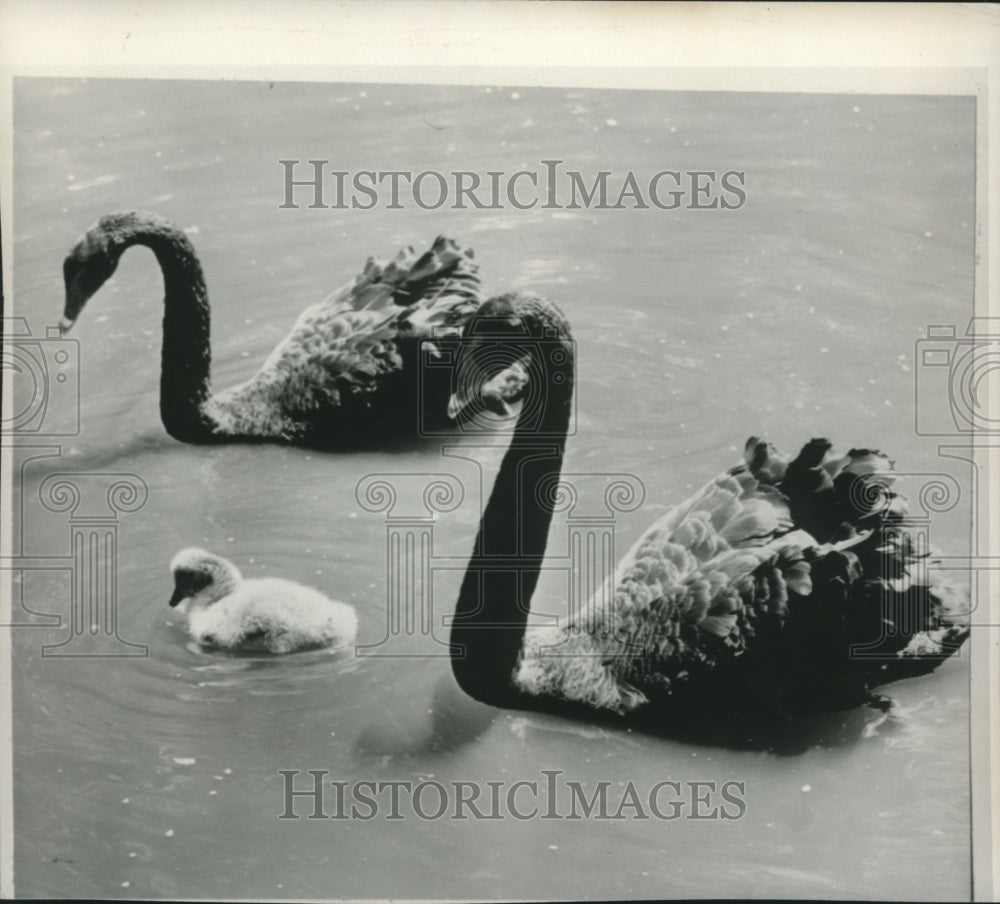 1959 Press Photo Black Swans Swim With Cygnet - mjc18969