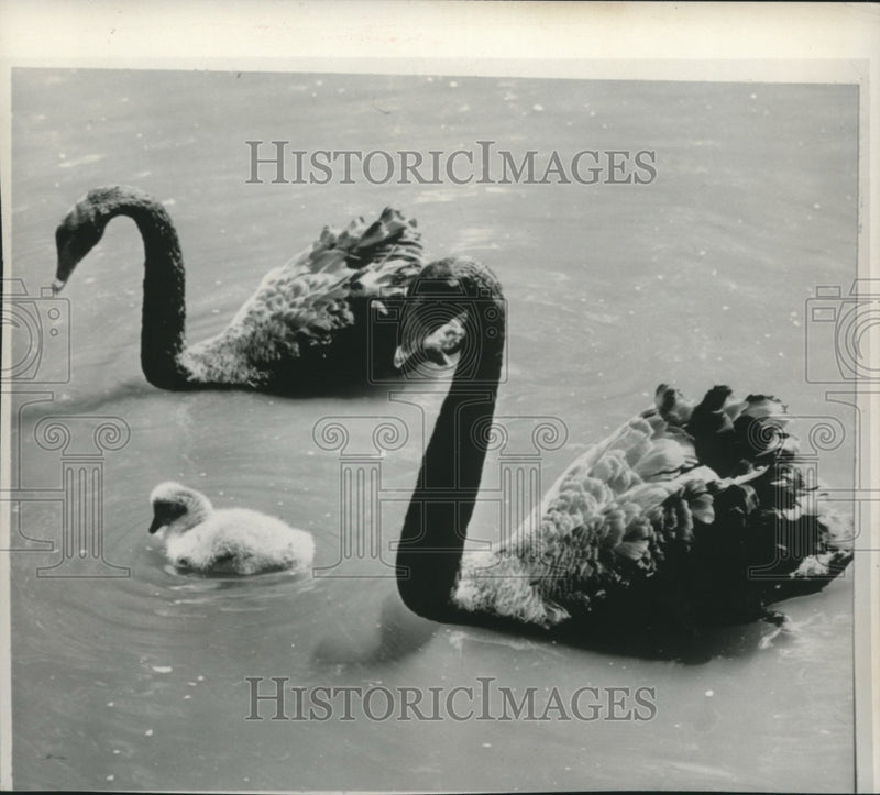 Load image into Gallery viewer, 1959 Press Photo Black Swans Swim With Cygnet - mjc18969
