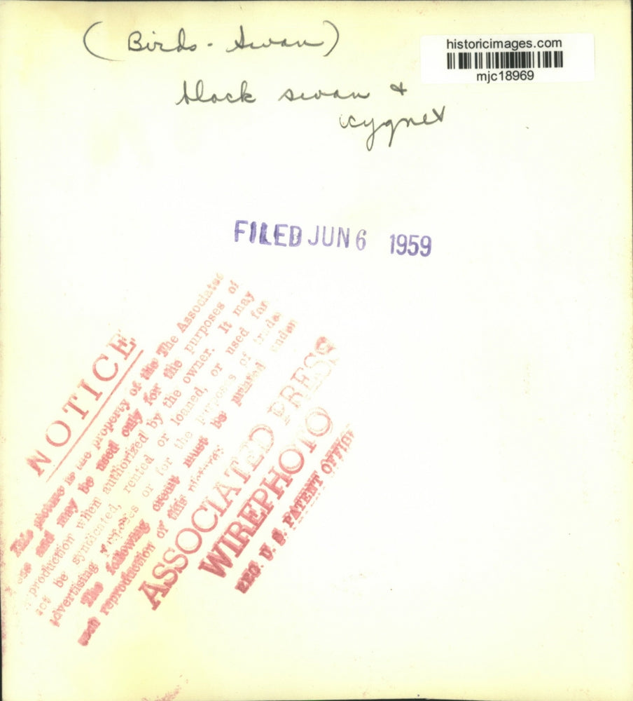 1959 Press Photo Black Swans Swim With Cygnet - mjc18969