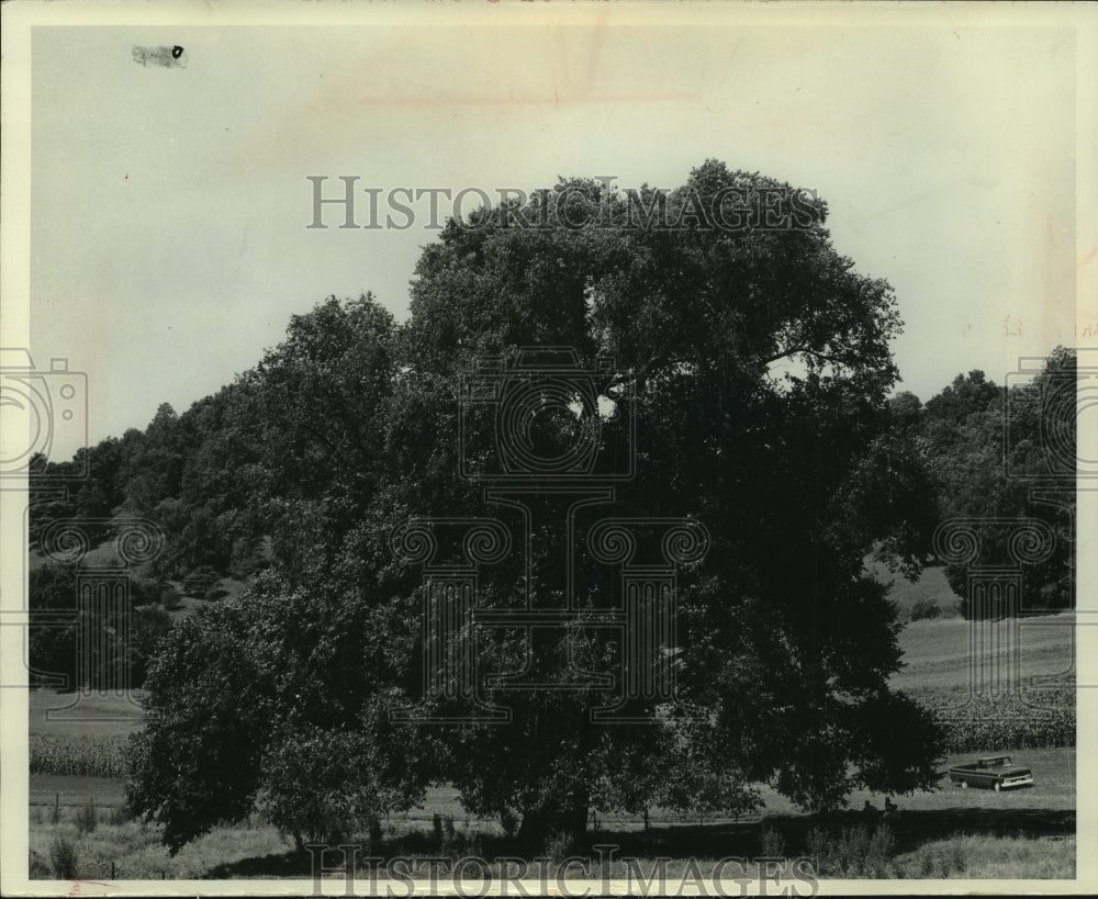 1967 Press Photo Second largest elm in Wisconsin at Edgar Boeing Farm, Richland- Historic Images