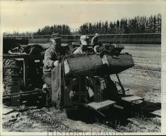 1965 Press Photo Workers With Tractor Plant New Seedlings To Keep Cycle Going- Historic Images
