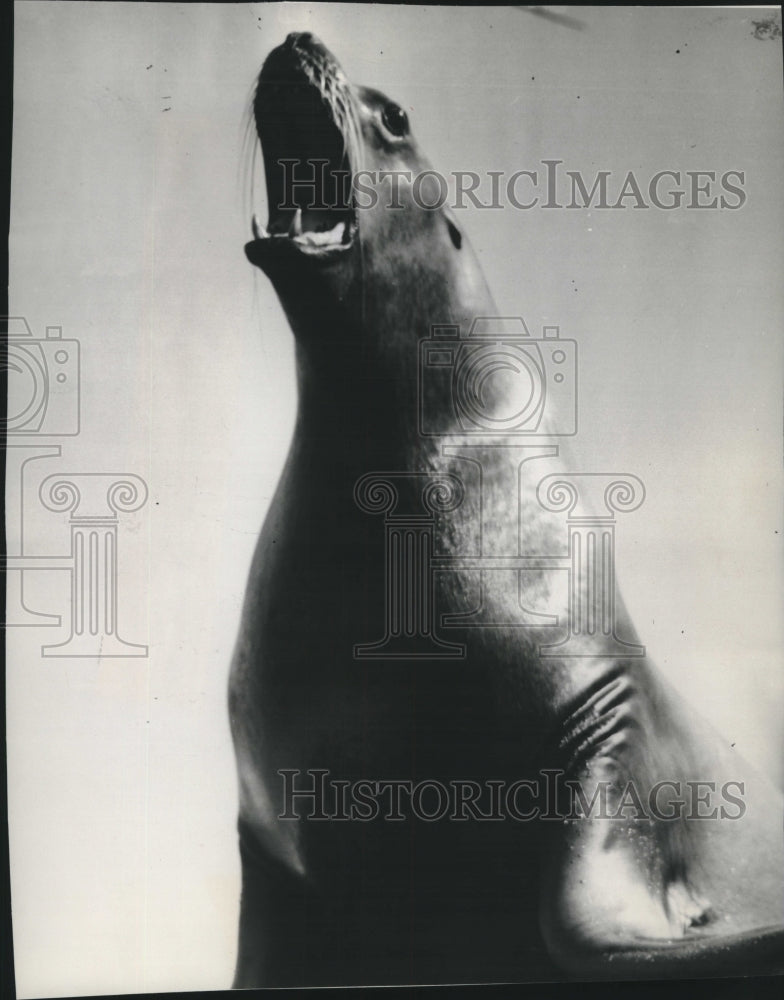 1949 Press Photo Barking Seal, Brookfield Zoo, Chicago - mjc24674- Historic Images