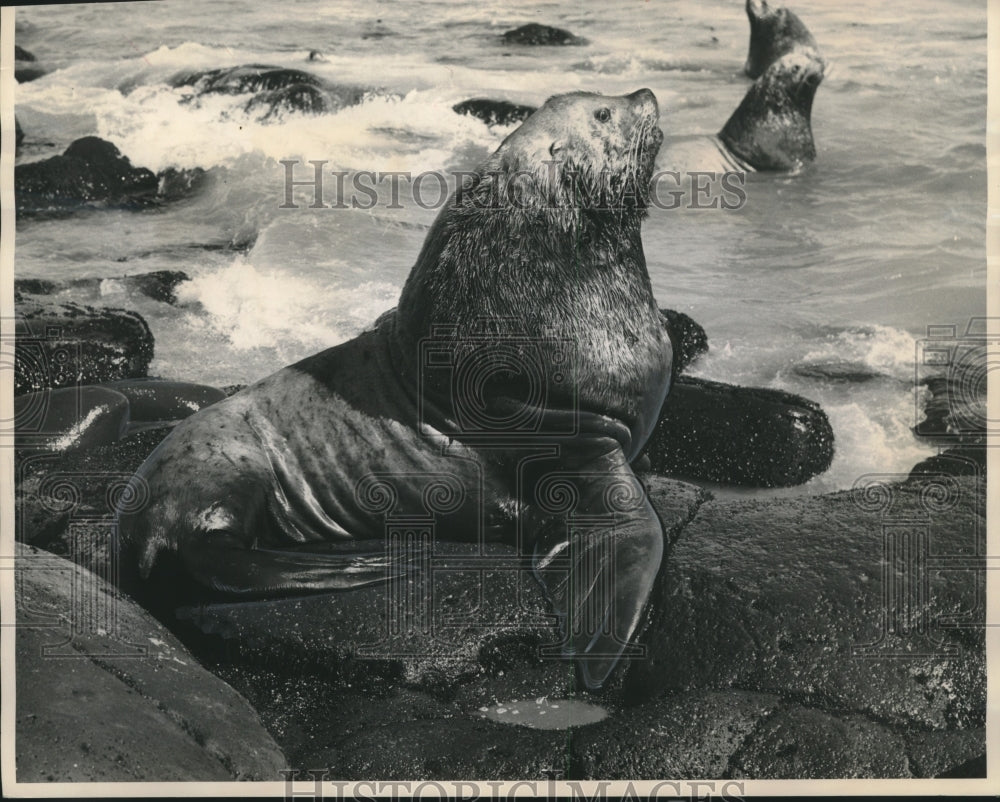 1957 Press Photo A bull sea lion, monarch of Pacific coast beach. - mjc25320- Historic Images