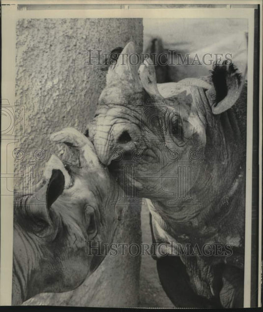1968 Press Photo Los Angeles Zoo - Male and Female Rhinoceroses - mjc27857