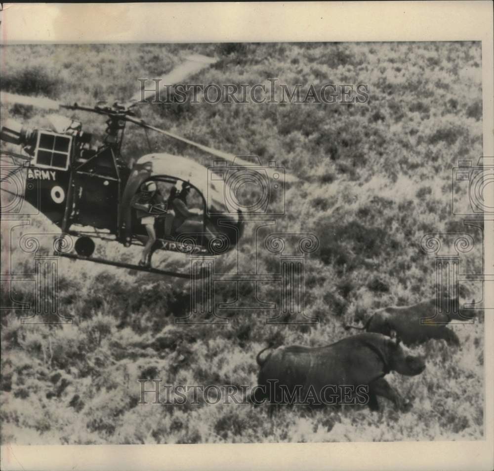 1964 Press Photo Rhinoceroses being saved and moved to game park preserve, Kenya- Historic Images