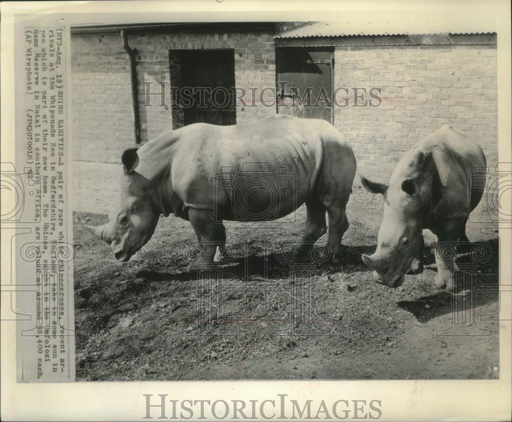 1962 Press Photo Rare white rhinoceroses at Whipsnade Zoo, Bedfordshire, England