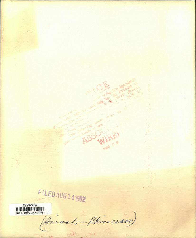 1962 Press Photo Rare white rhinoceroses at Whipsnade Zoo, Bedfordshire, England