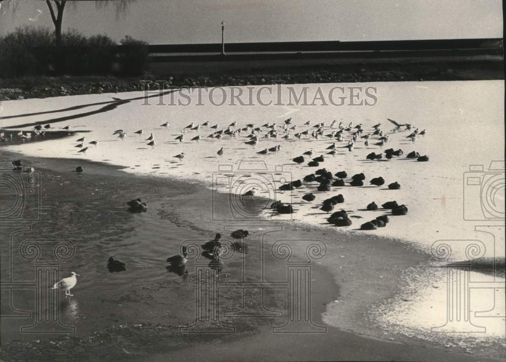 1963 Press Photo Ducks in Juneau Park lagoon during winter, Milwaukee- Historic Images