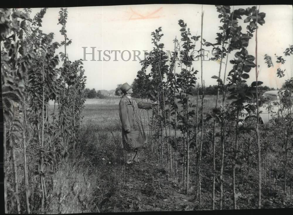 1955 Press Photo Man Amongst Young Elm Trees in Milwaukee Nursery, Franklin- Historic Images