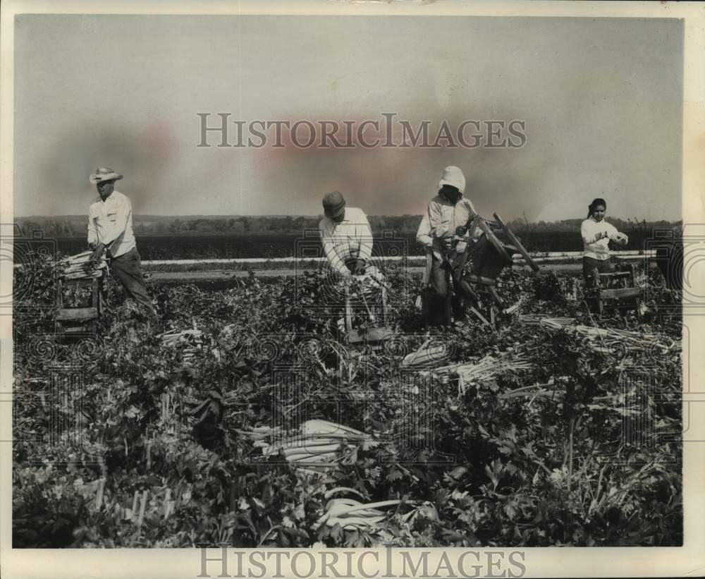 1963 Press Photo Migrant workers cutting and bundling field of celery- Historic Images