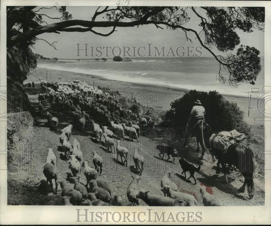 1952 Press Photo Sheep dogs and mounted drovers on east coast of New Zealand- Historic Images
