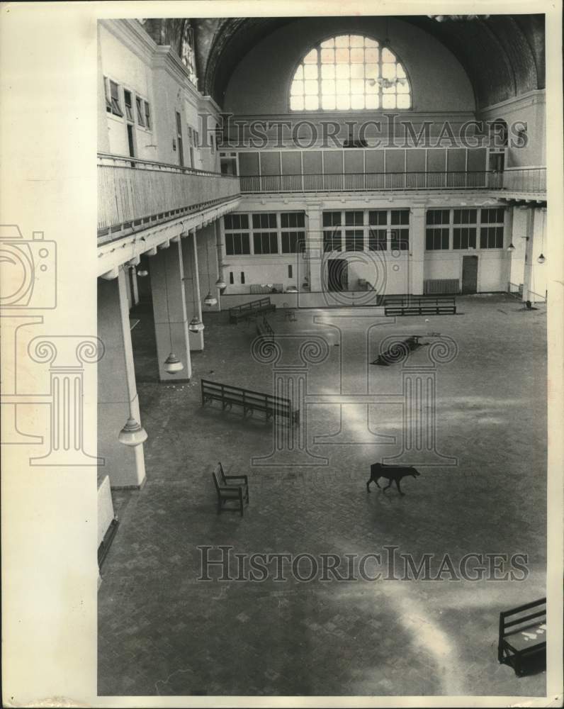 1964 Press Photo A dog wanders at the United States Customs building's interior
