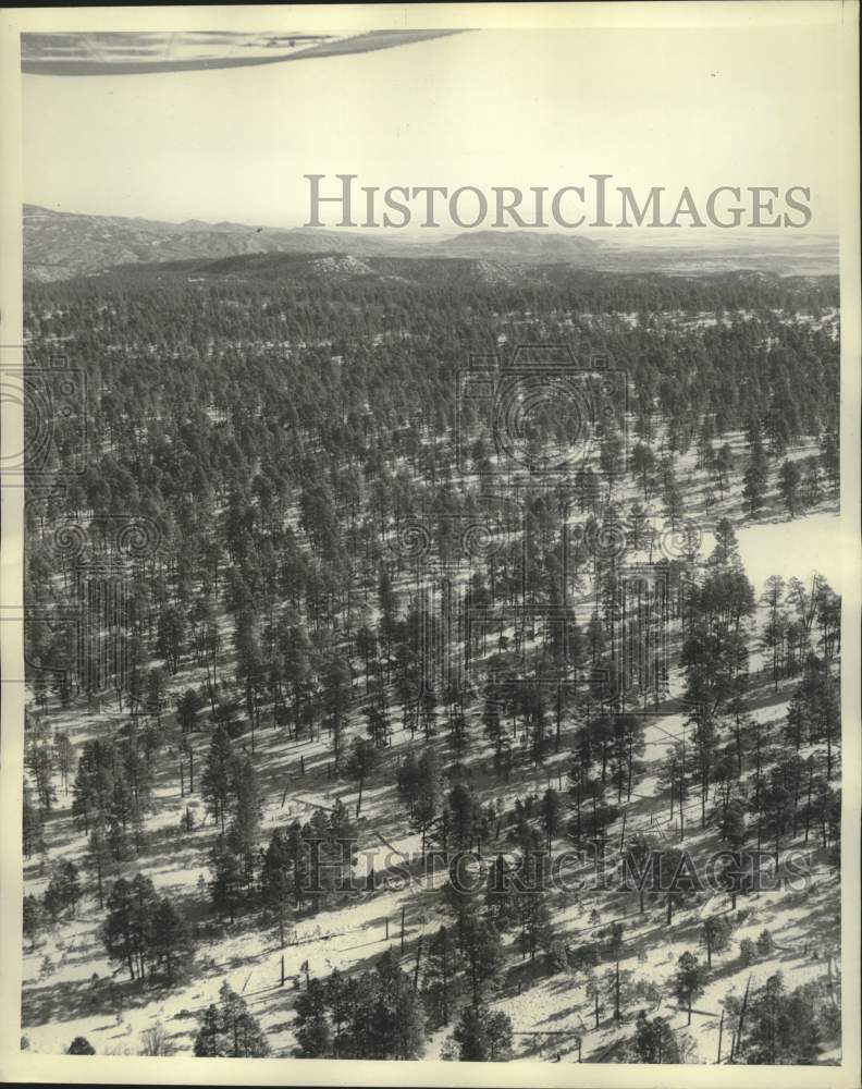 1959 Press Photo Valuable timberlands near Canyon DeChelly in Arizona- Historic Images