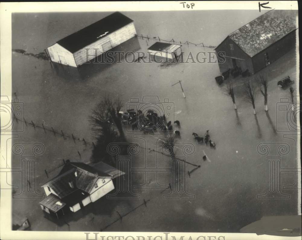 1937 Press Photo herd of cattle on a flooded farm in Warsaw, Kentucky