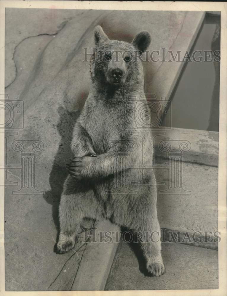1957 Press Photo Grizzly Bear "Nikki" sitting in his cage at the London Zoo.