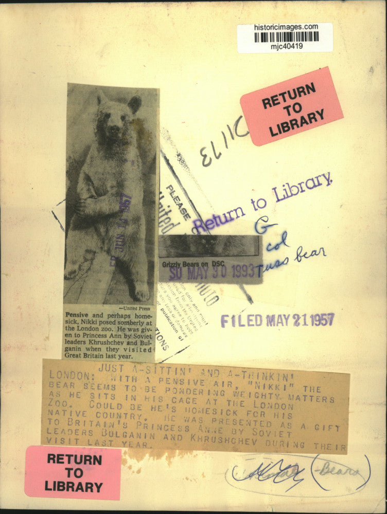 1957 Press Photo Grizzly Bear "Nikki" sitting in his cage at the London Zoo.