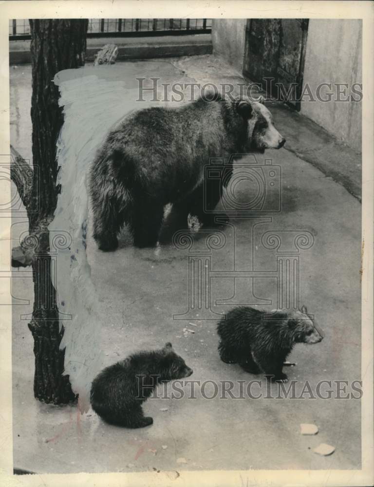 1951 Press Photo Mama Grizzly bear and her cubs in the zoo. - mjc40421- Historic Images