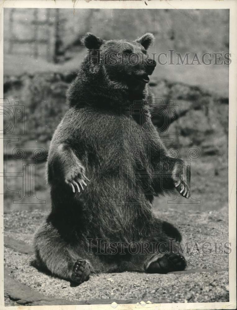 1969 Press Photo A bear sitting up with long claws at the London Zoo.- Historic Images