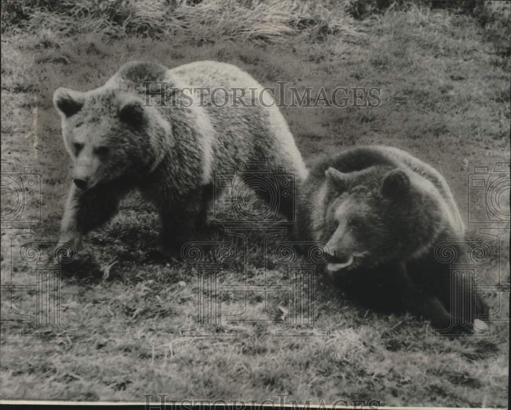 1966 Press Photo Russian bears escaped from Ryde Zoo, Isle of Wight, recaptured