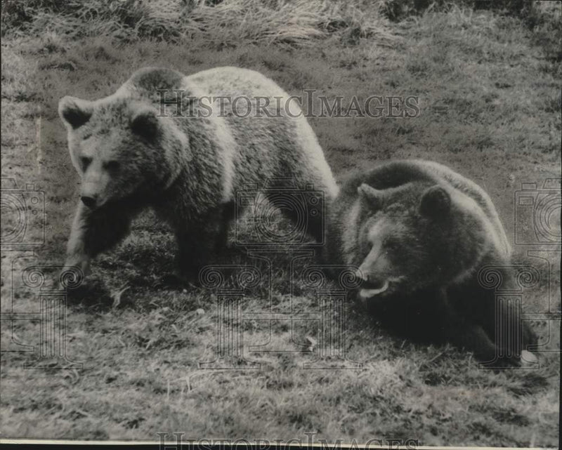 Load image into Gallery viewer, 1966 Press Photo Russian bears escaped from Ryde Zoo, Isle of Wight, recaptured
