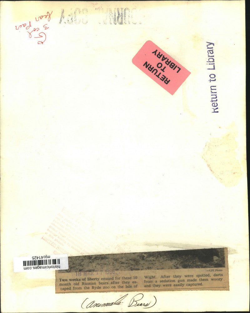 1966 Press Photo Russian bears escaped from Ryde Zoo, Isle of Wight, recaptured