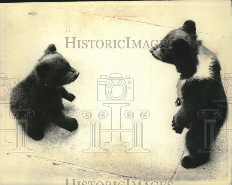 Load image into Gallery viewer, 1967 Press Photo Two young bear cubs meet at the Berne zoo in Switzerland.
