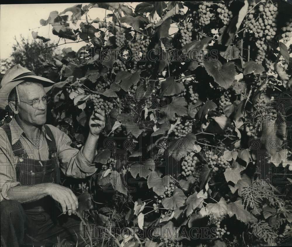 Press Photo Bert Straight Checks Concord Grapes at C. J. Brockelhurst Vineyards- Historic Images