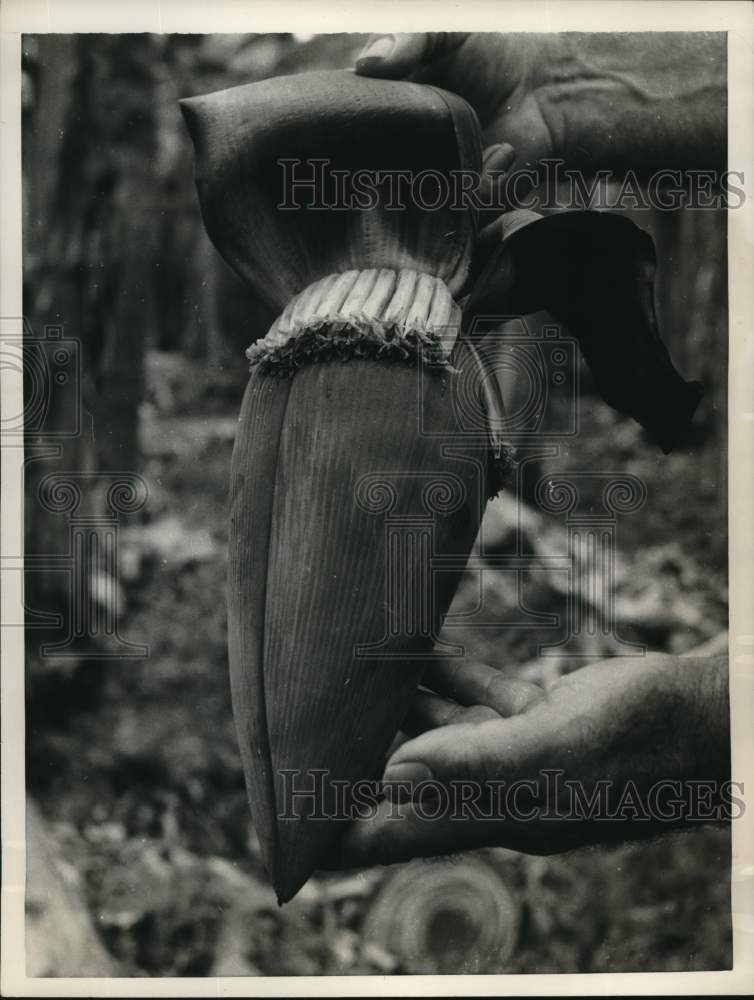 1955 Press Photo Banana Blossom Removed From Tree in Guayaquil, Ecuador