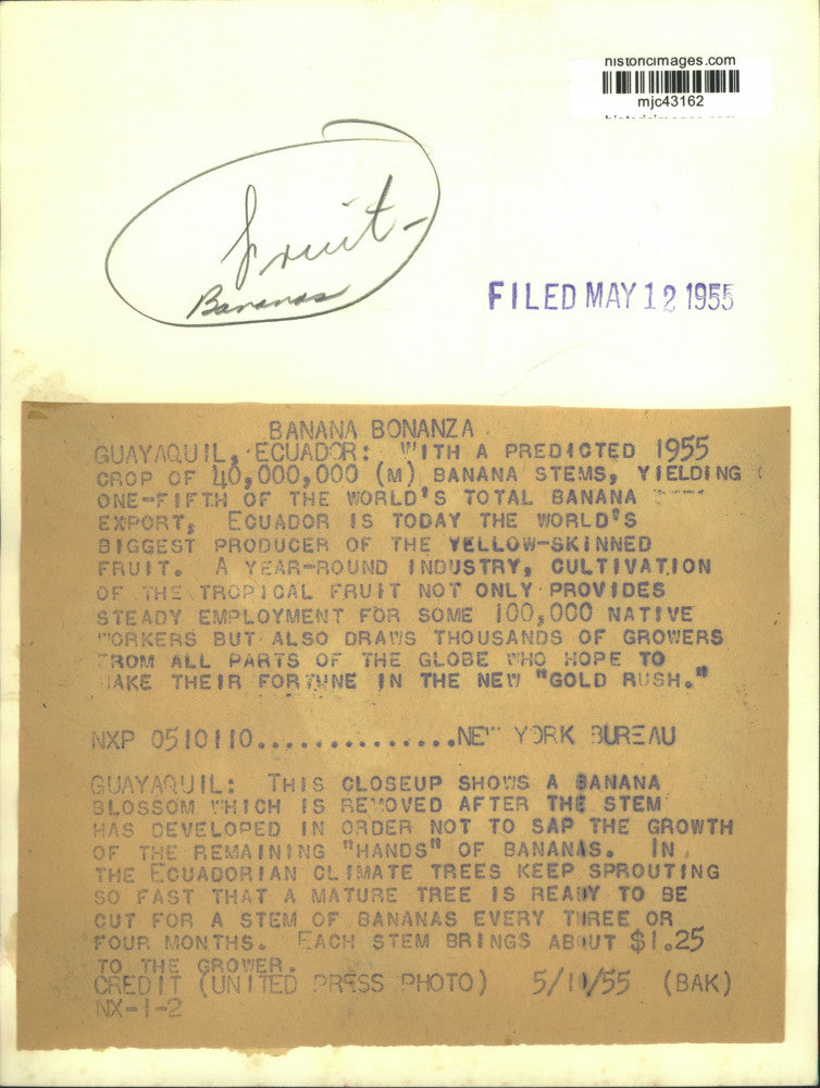 1955 Press Photo Banana Blossom Removed From Tree in Guayaquil, Ecuador