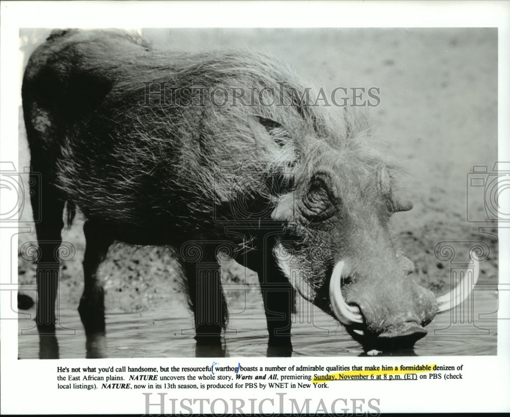 1994 Press Photo Warthog featured in &quot;Nature&quot; - mjp03131- Historic Images