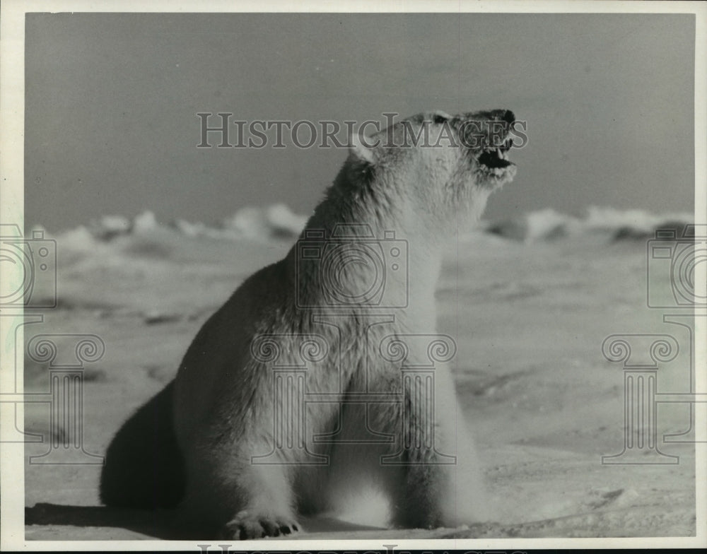 1985 Press Photo A scene from the CBS special, Polar Bear! - mjp05763- Historic Images