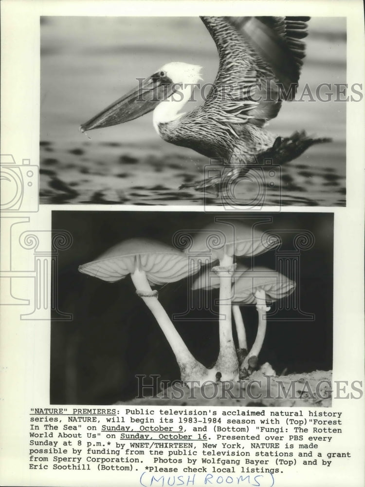1985 Press Photo Pelican and mushrooms on NATURE tv show - mjp24646- Historic Images
