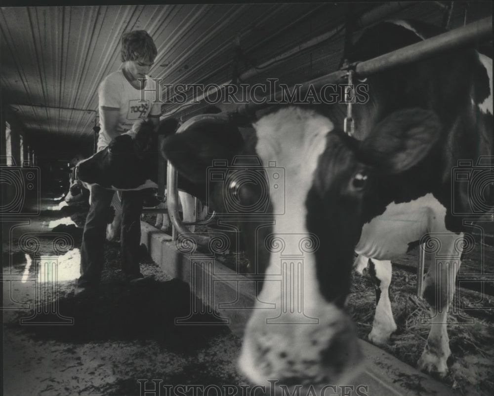 1986 Press Photo Wisconsin track athlete John Easker tends to their family cows- Historic Images