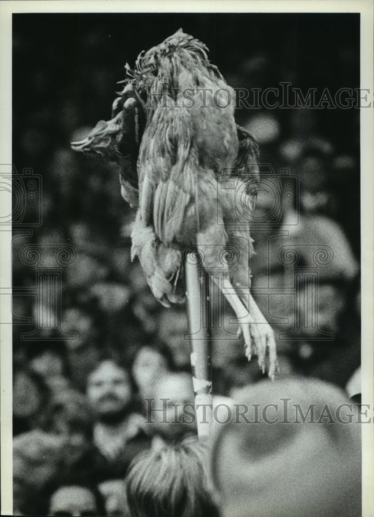 1982 Press Photo Dead chicken at Brewers world series game - mjt10897- Historic Images