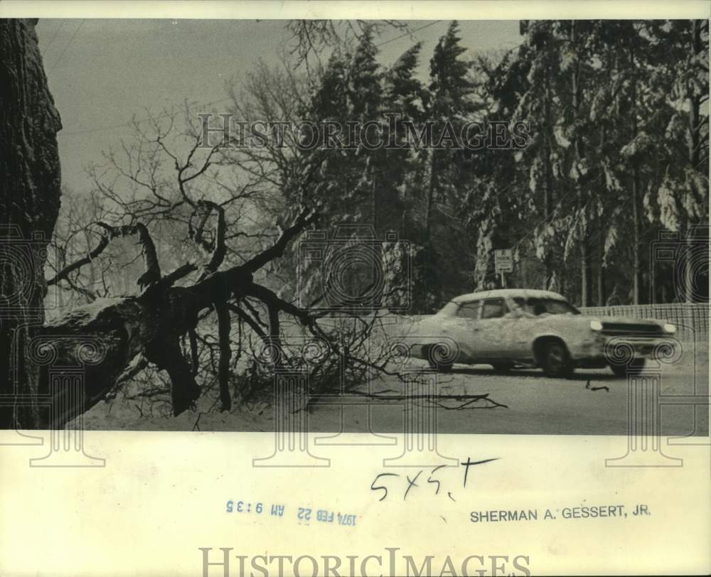 1974 Press Photo A driver made his way around a toppled tree in Milwaukee- Historic Images