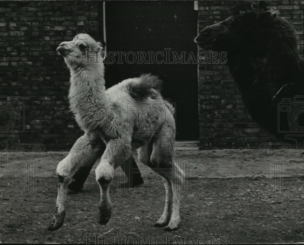 1966 Press Photo Young Camel Sam Prances While Mother Alice Looks On In London- Historic Images