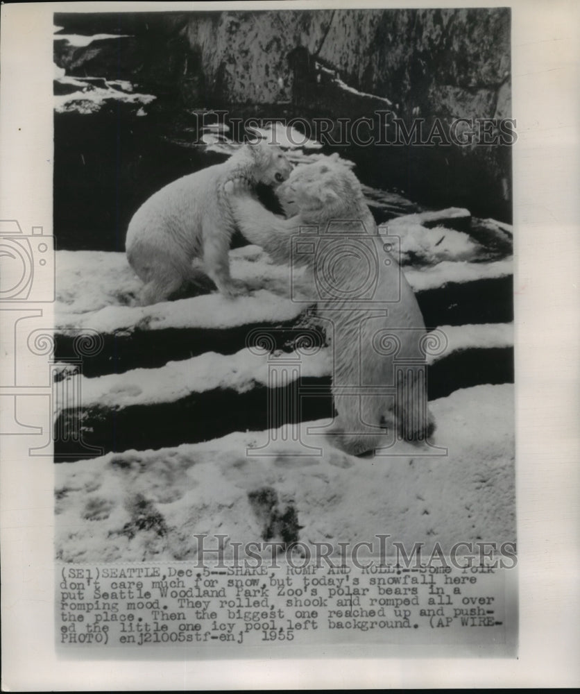 1955 Press Photo Polar bears in Seattle's Woodland Park Zoo play in the snow