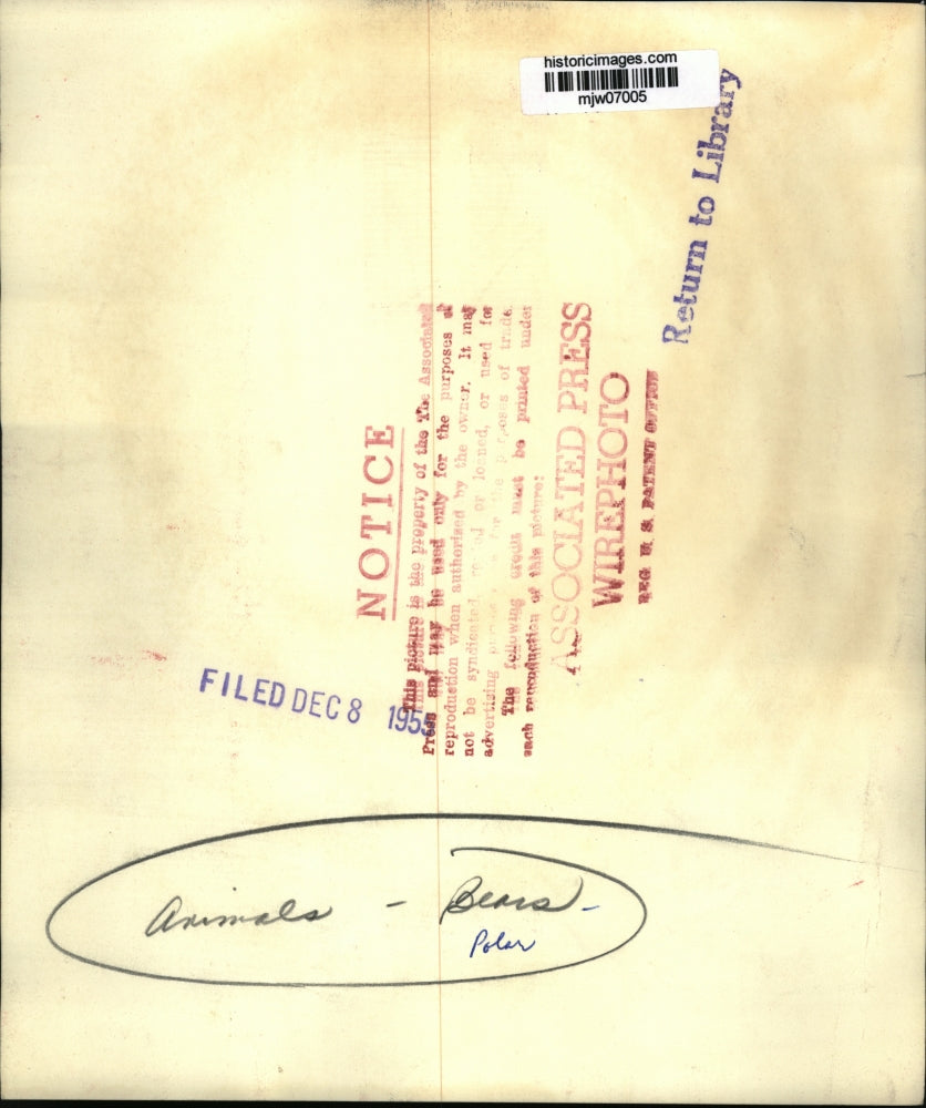 1955 Press Photo Polar bears in Seattle's Woodland Park Zoo play in the snow