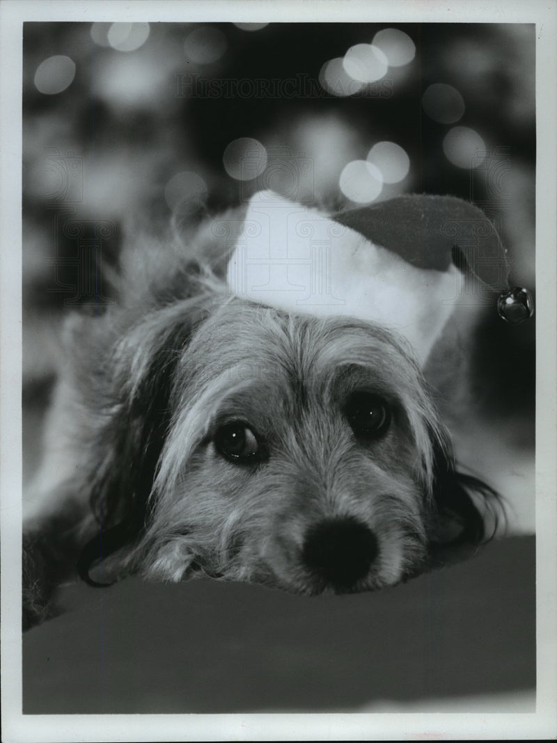Load image into Gallery viewer, 1978 Press Photo Benji in Benji's Very Own Christmas Story - mjx01003
