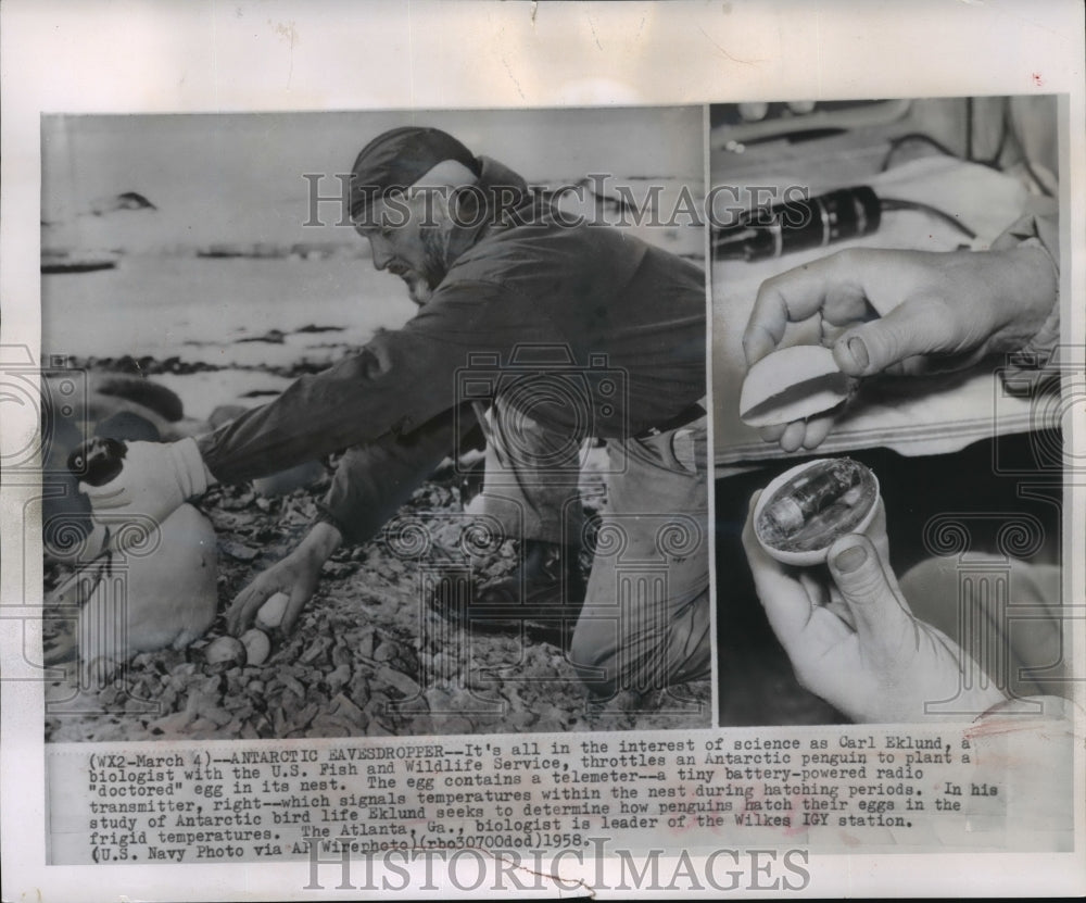 1958 Press Photo Carl Eklund biologist works with Penguins - mjx02818