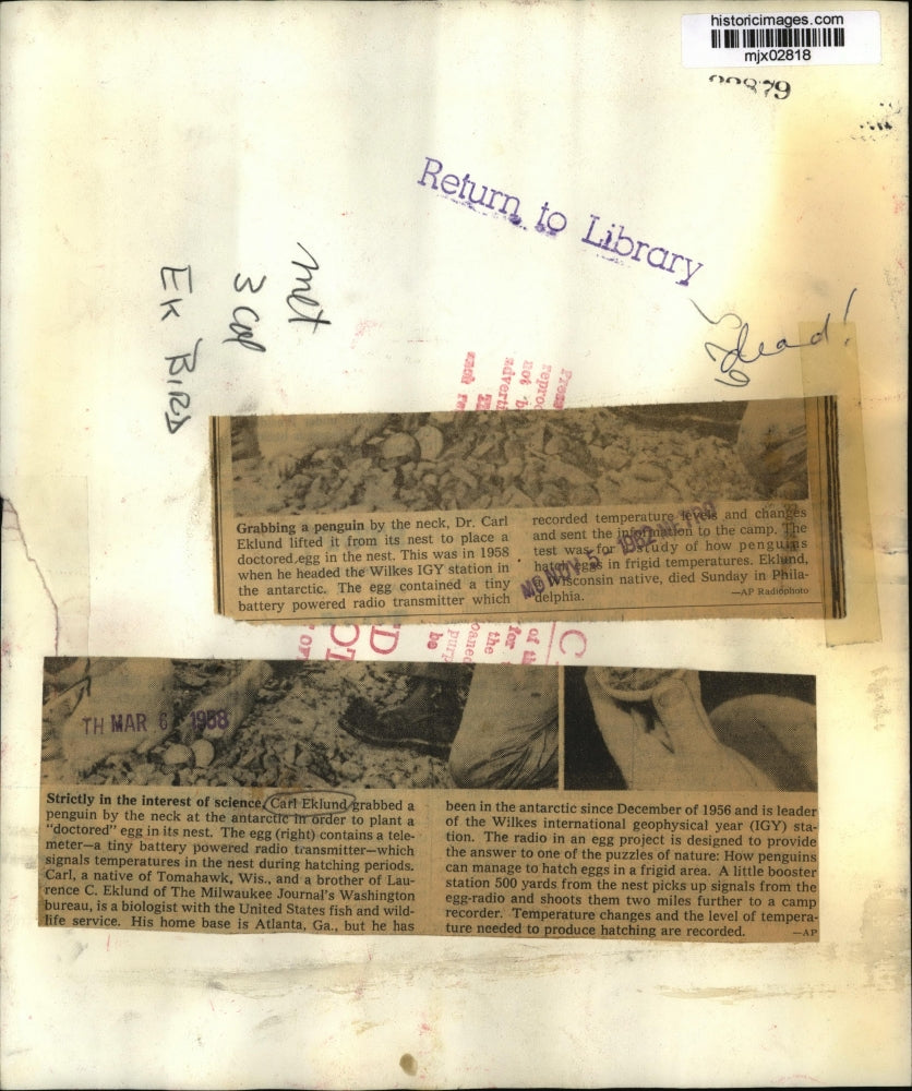 1958 Press Photo Carl Eklund biologist works with Penguins - mjx02818