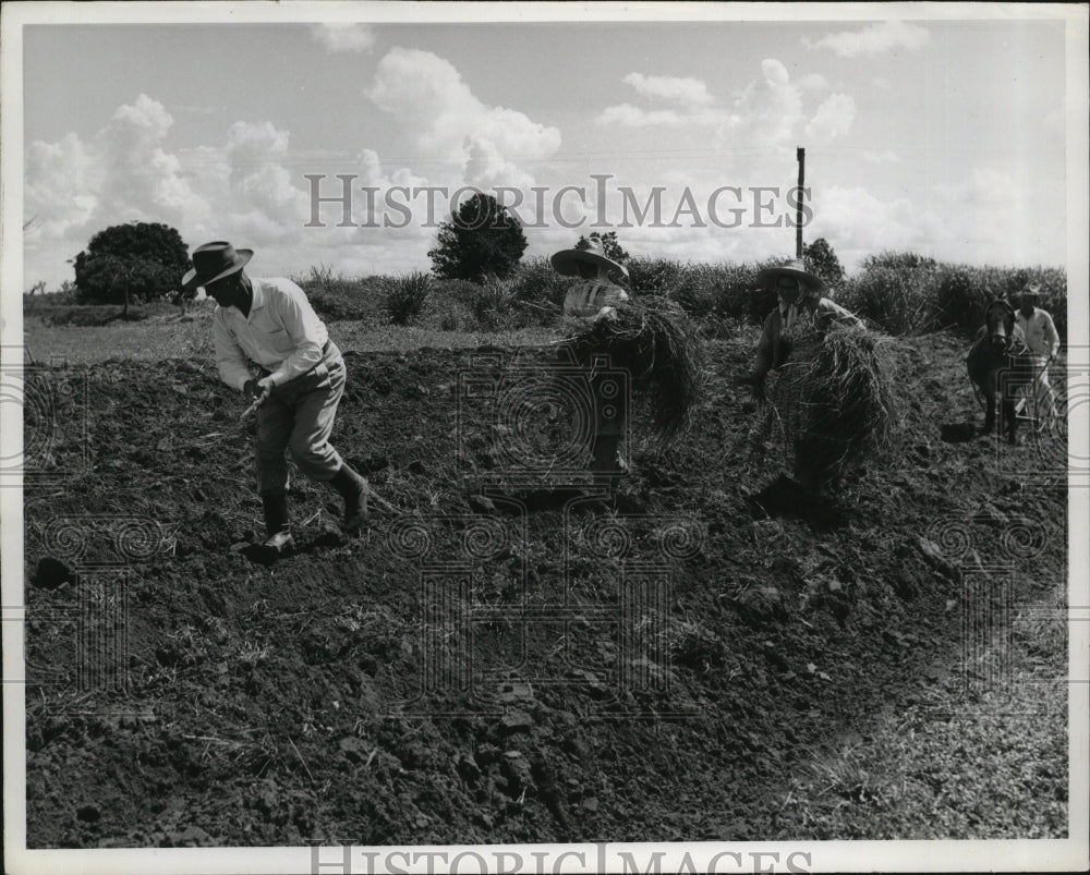 1965 Press Photo Antonio Mantovani shoes proper planting method of Pangola grass- Historic Images