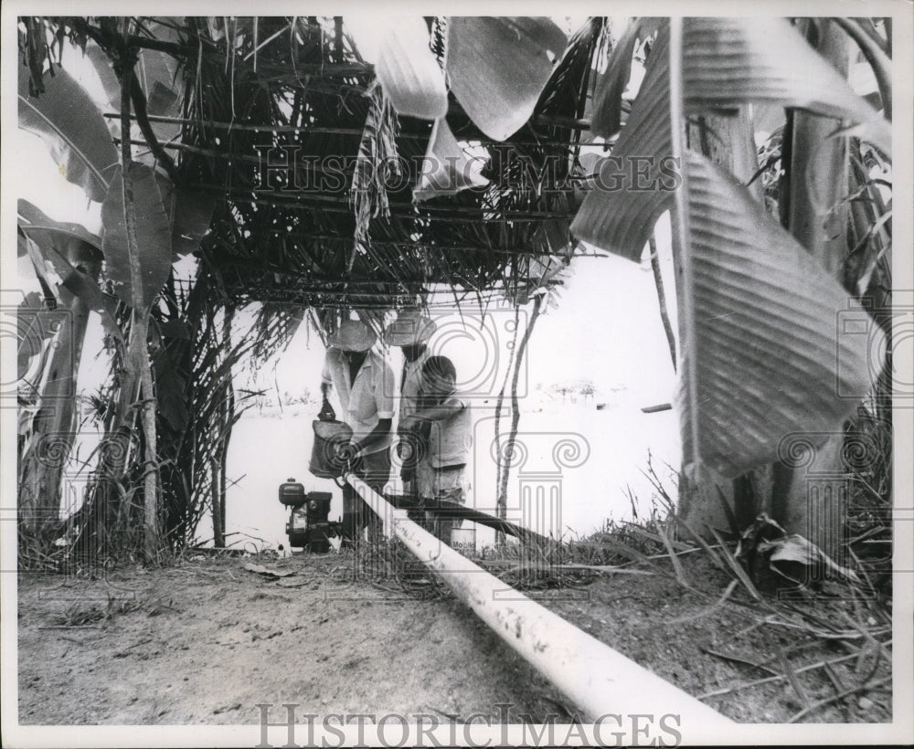 1971 Press Photo Farmers use irrigation pipe & pump through banana grove, Brazil