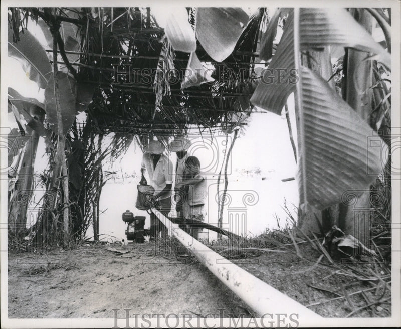 Load image into Gallery viewer, 1971 Press Photo Farmers use irrigation pipe &amp; pump through banana grove, Brazil
