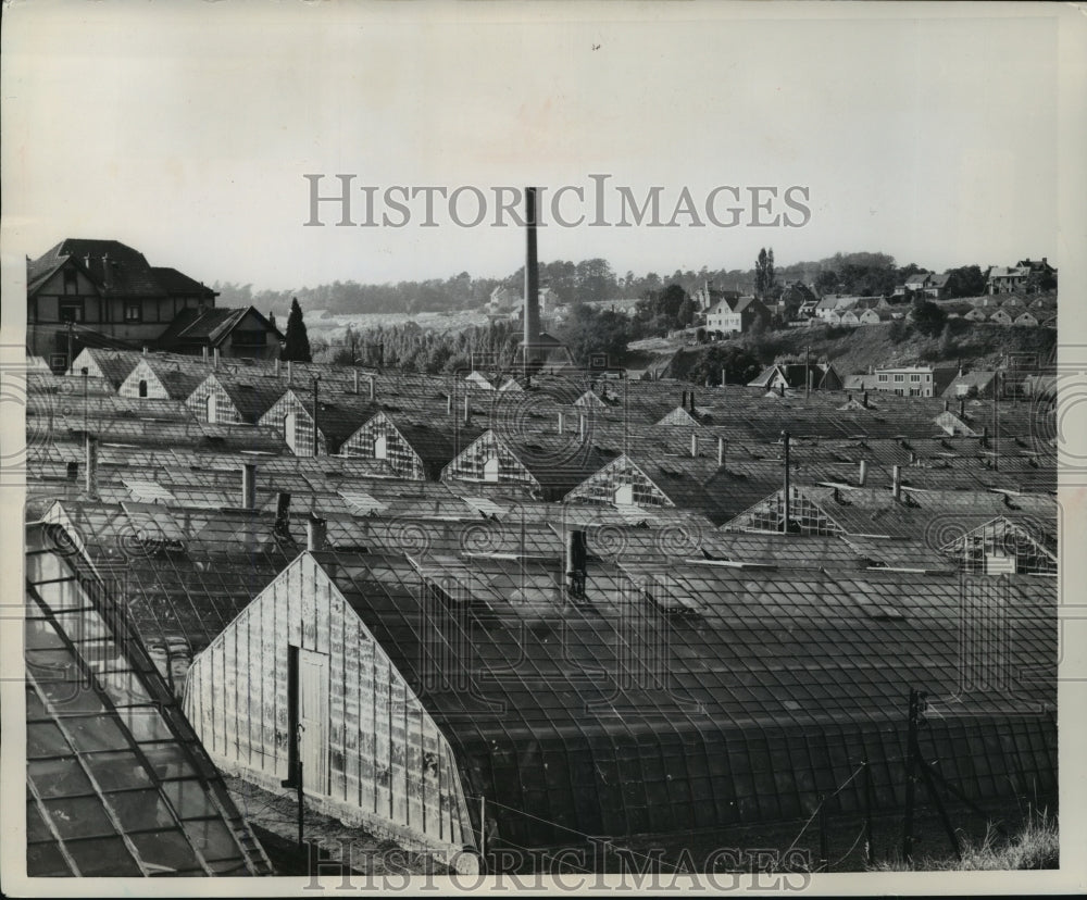 1959 Press Photo Glass hothouses for grapes in Brussels, Belgium - mjx08487