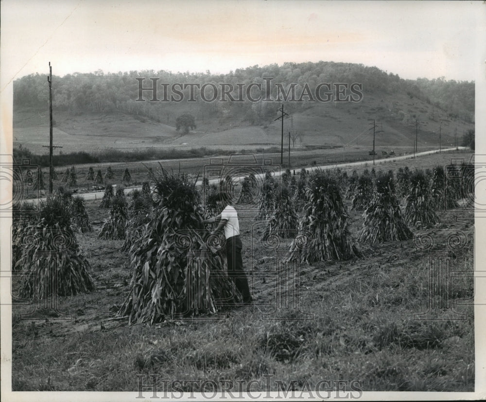 1968 Press Photo A field of shocked corn on Herman Luttig farm near Richland- Historic Images